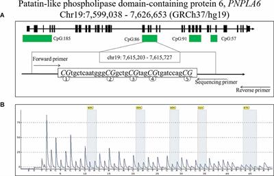 DNA Methylation of Patatin-Like Phospholipase Domain-Containing Protein 6 Gene Contributes to the Risk of Intracranial Aneurysm in Males